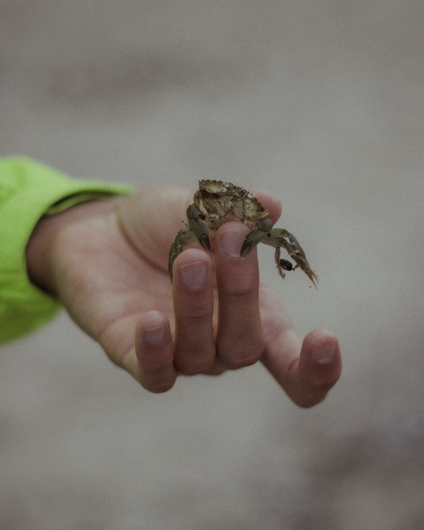 Hand mit kleiner Strandkrabbe zwischen den Fingern, dezenter Hintergrund